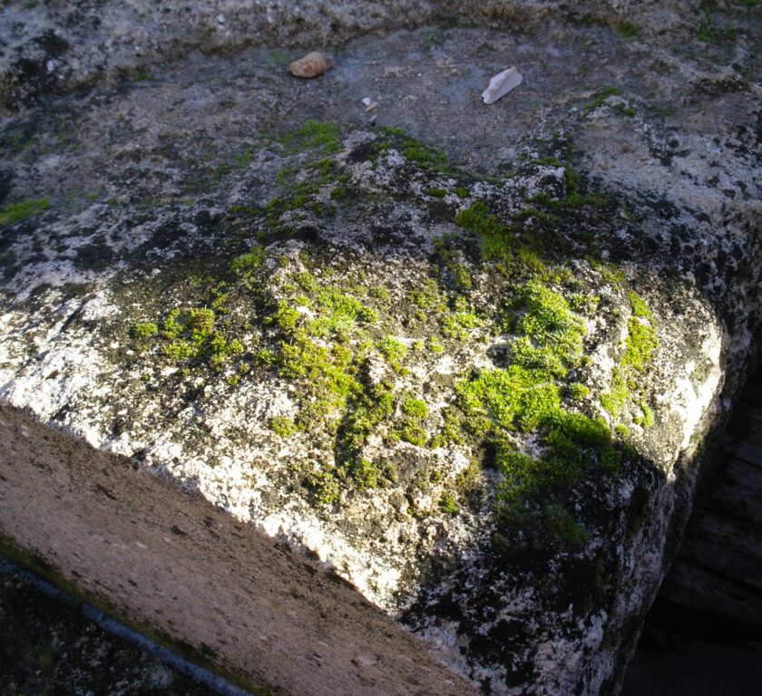 piedra y naturaleza en una sola imagen